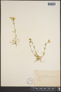 Stellaria nuttallii image