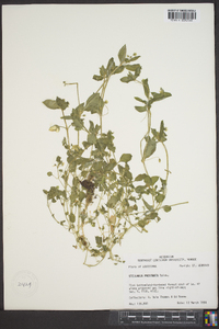 Stellaria prostrata image