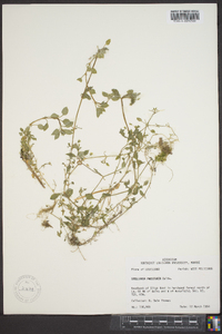 Stellaria prostrata image