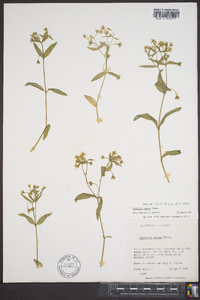 Stellaria pubera image