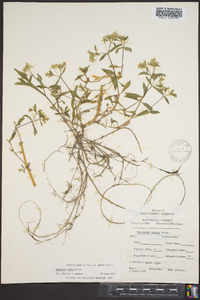 Stellaria pubera image