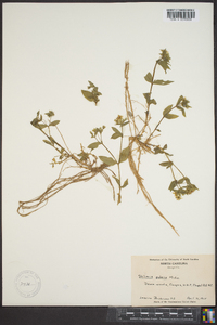 Stellaria pubera image