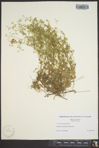 Cerastium brachypetalum image