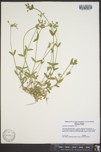 Cerastium brachypetalum image