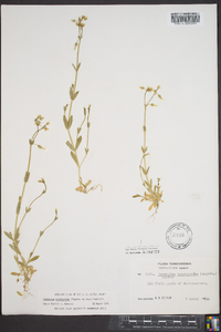 Cerastium brachypetalum image