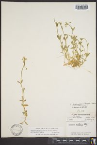 Cerastium brachypetalum image