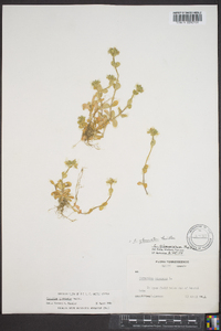 Cerastium glomeratum image