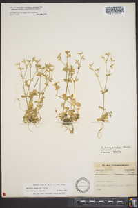 Cerastium glomeratum image