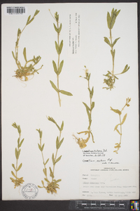 Cerastium nutans image