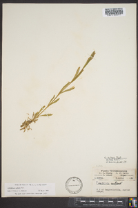 Cerastium nutans image