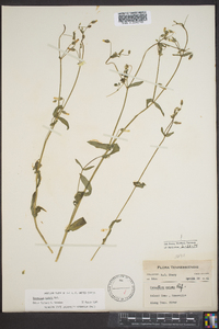 Cerastium nutans image