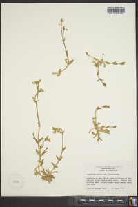 Cerastium nutans image