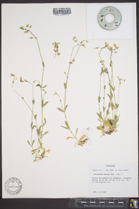 Cerastium nutans image