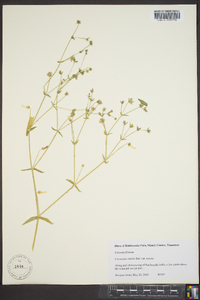 Cerastium nutans var. nutans image