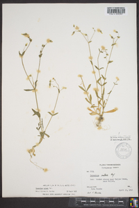 Cerastium nutans image