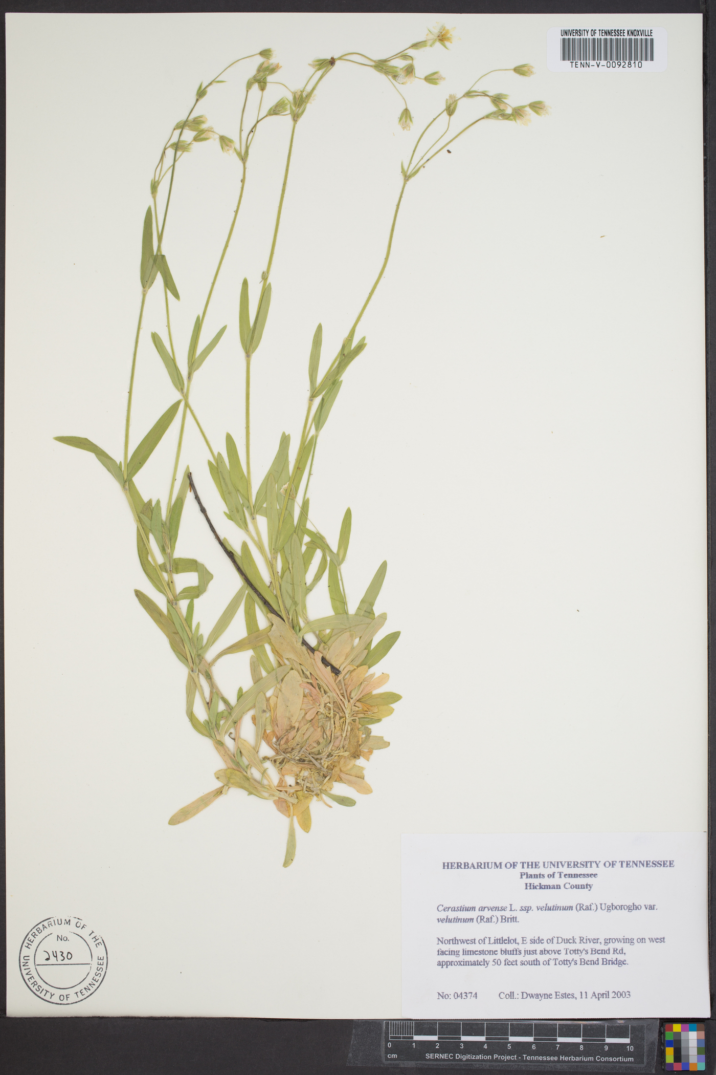 Cerastium arvense subsp. velutinum image
