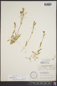 Cerastium arvense image