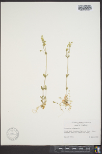 Cerastium fontanum subsp. vulgare image