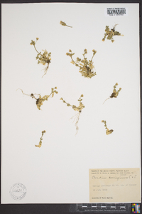 Cerastium beeringianum image