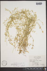 Cerastium brachypetalum image