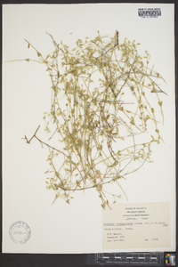 Cerastium brachypetalum image