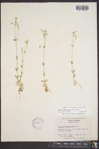 Cerastium brachypetalum image