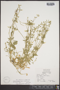 Cerastium brachypodum image