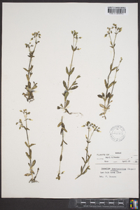 Cerastium brachypodum image