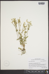 Cerastium glomeratum image