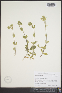 Cerastium glomeratum image