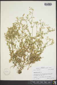 Cerastium nutans image