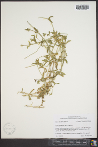 Cerastium nutans image