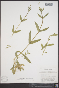 Cerastium nutans image