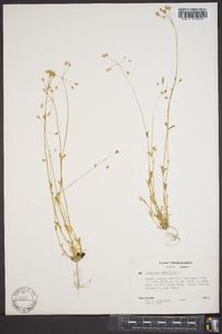 Holosteum umbellatum image