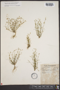 Sagina decumbens image