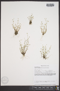 Sagina decumbens image