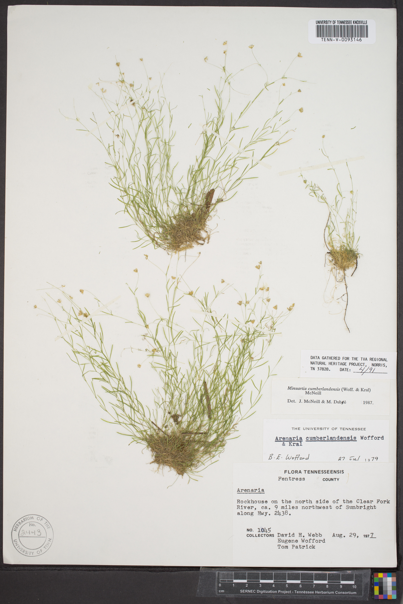 Mononeuria cumberlandensis image