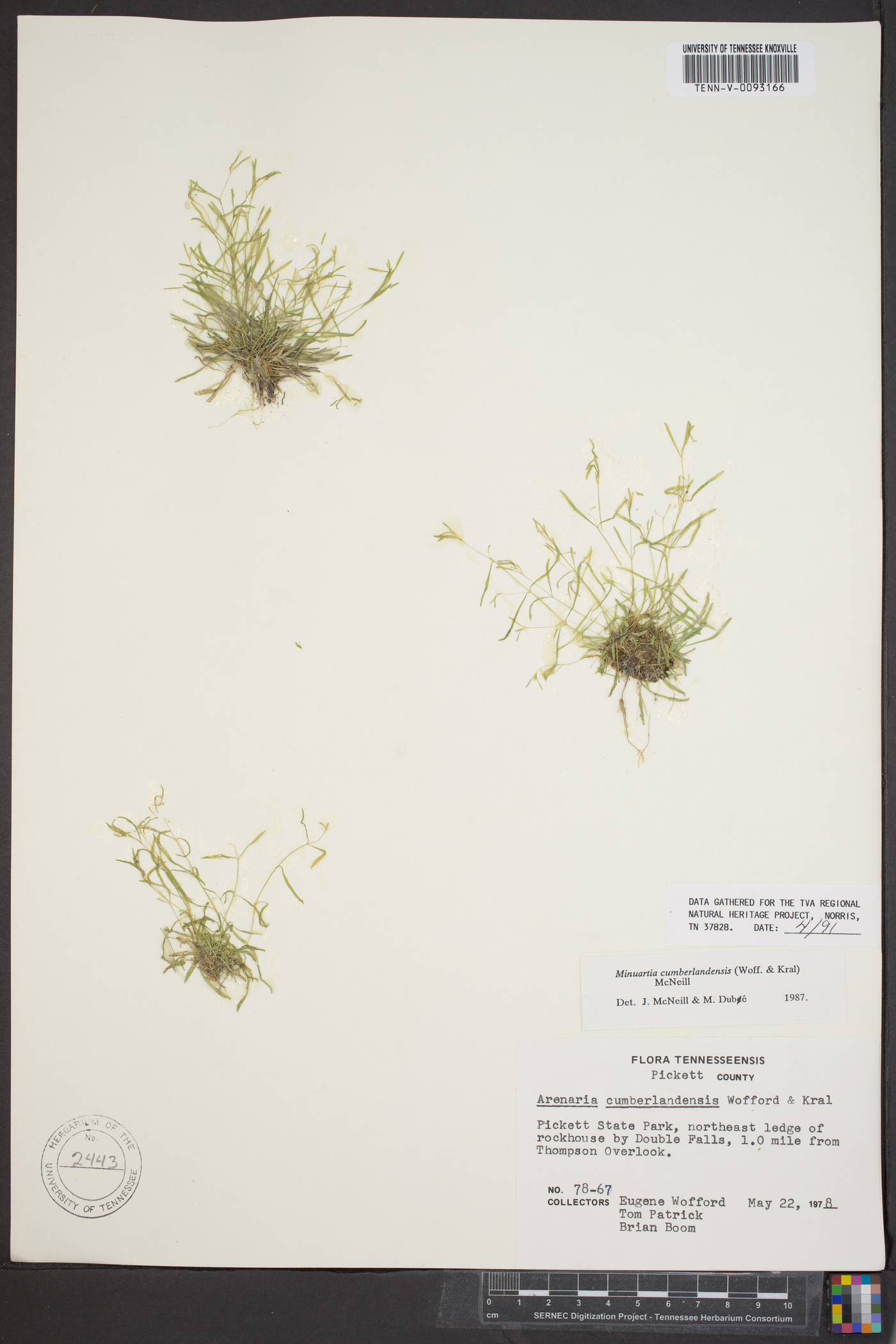 Mononeuria cumberlandensis image