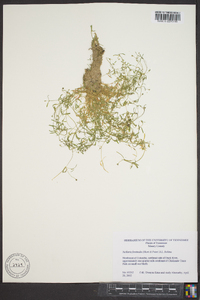 Arenaria fontinalis image