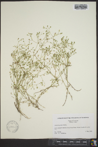 Arenaria patula image