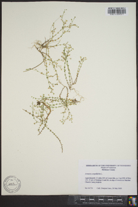 Arenaria serpyllifolia image