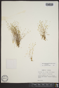 Minuartia alabamensis image