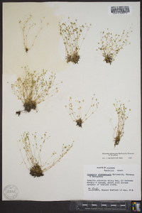 Minuartia alabamensis image