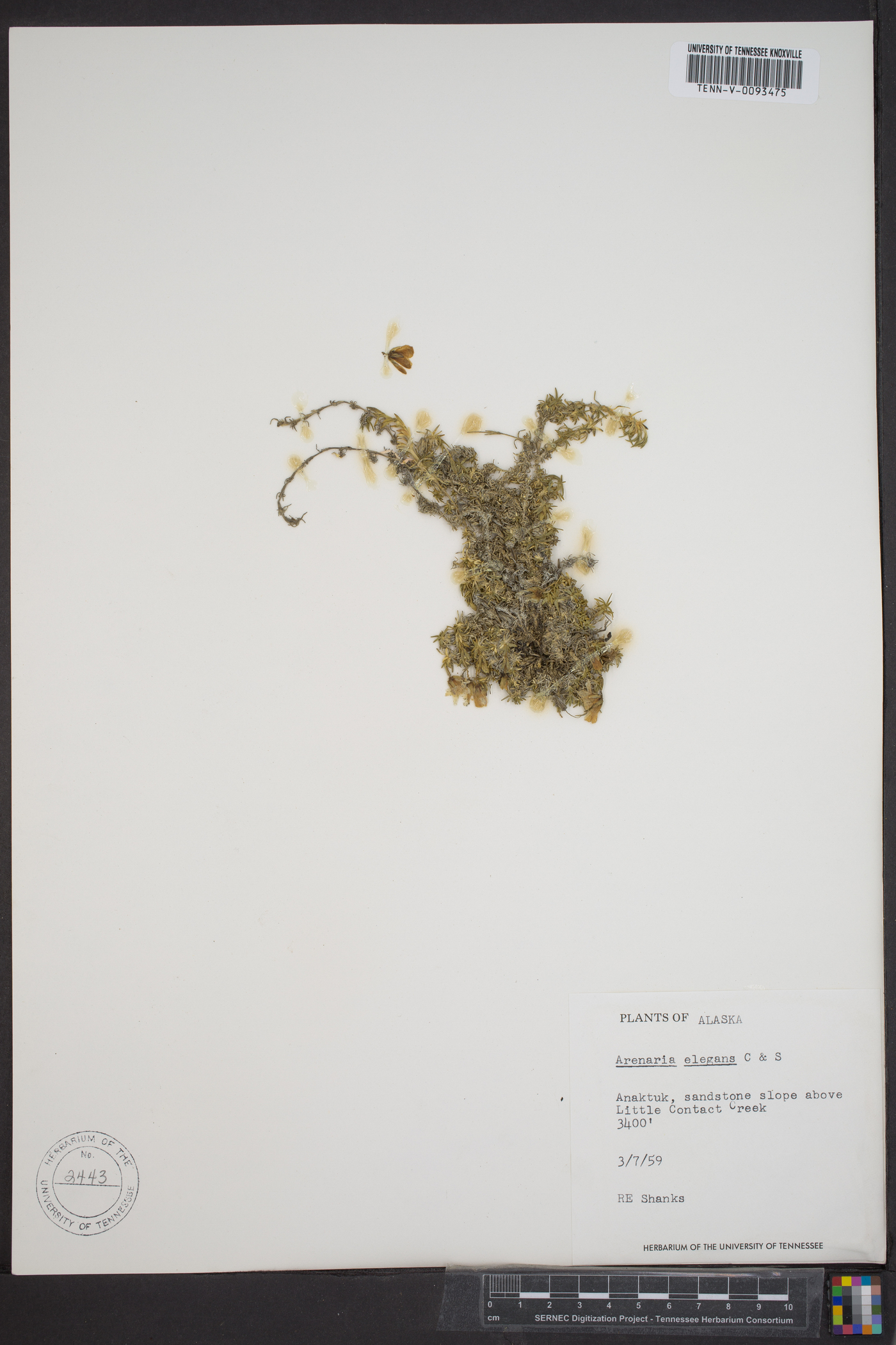 Sabulina elegans image