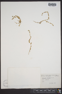 Sabulina elegans image