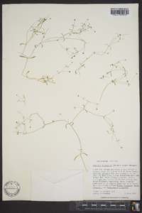 Arenaria fontinalis image