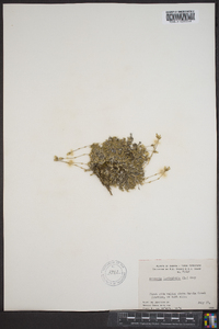 Arenaria laricifolia image