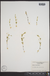 Moehringia lateriflora image