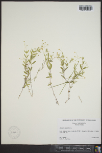 Moehringia lateriflora image