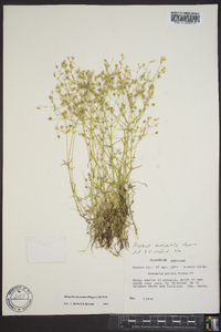 Minuartia muriculata image